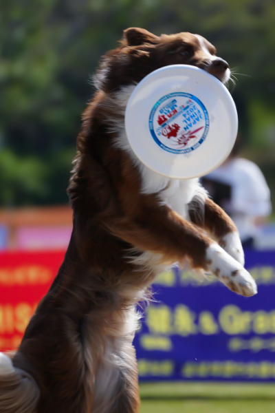 frisbee dog image