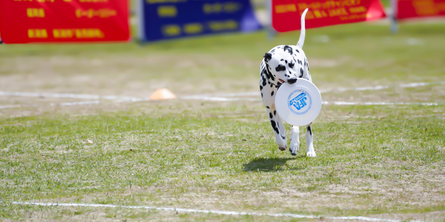 frisbee image