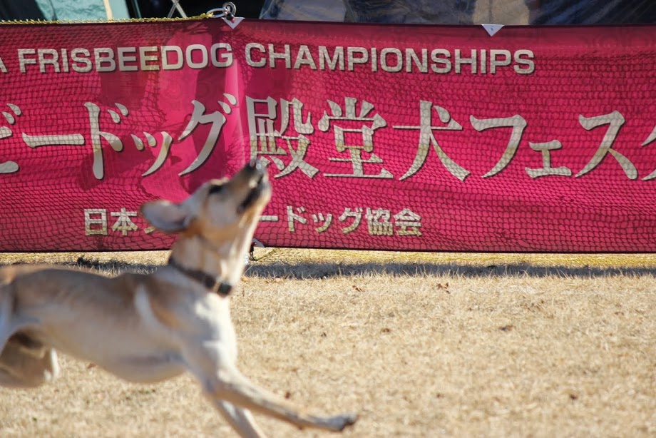 殿堂犬フェスタ IN 大分日田田来原