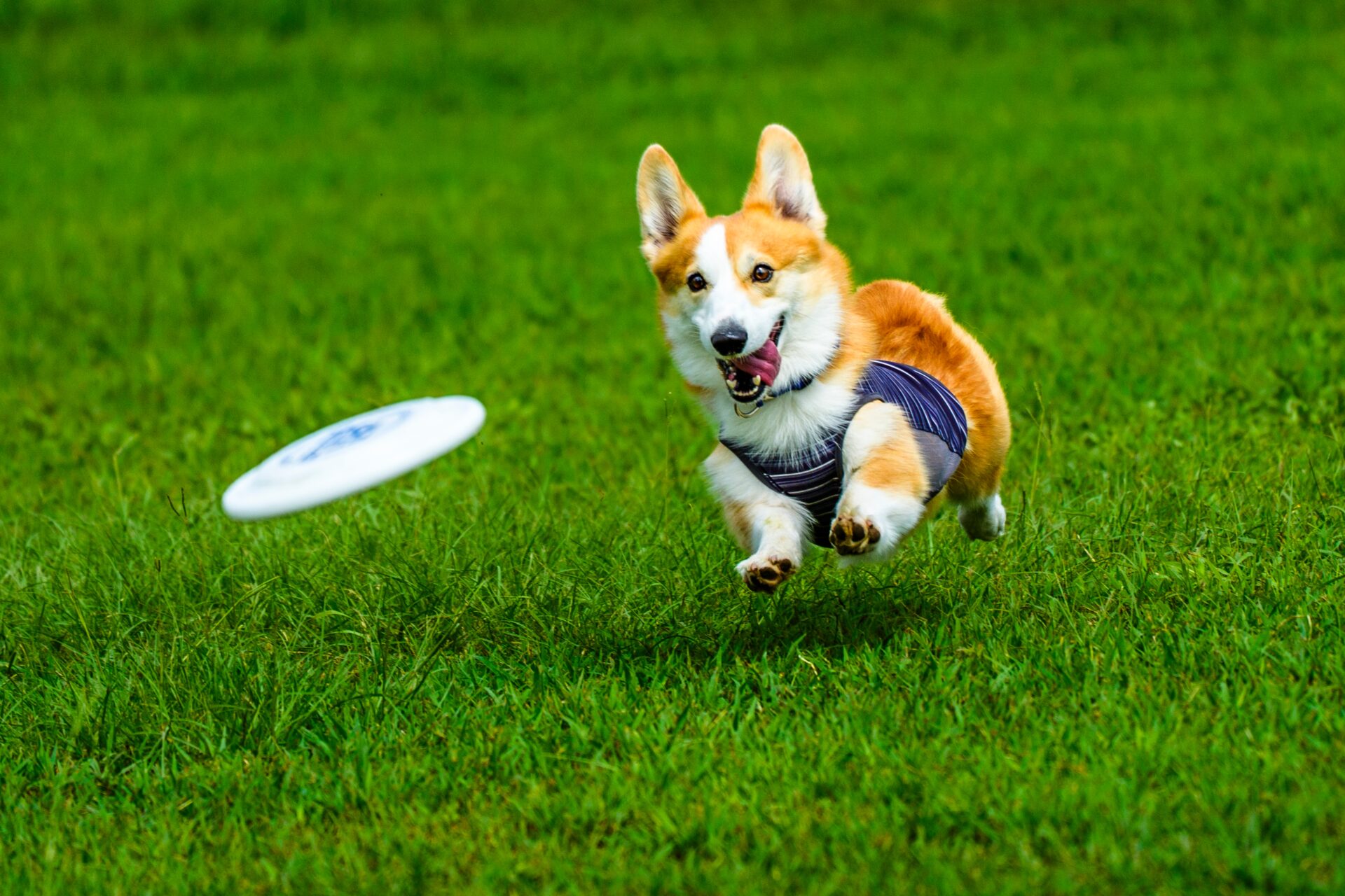 公式選手権 IN 奈良大和郡山
