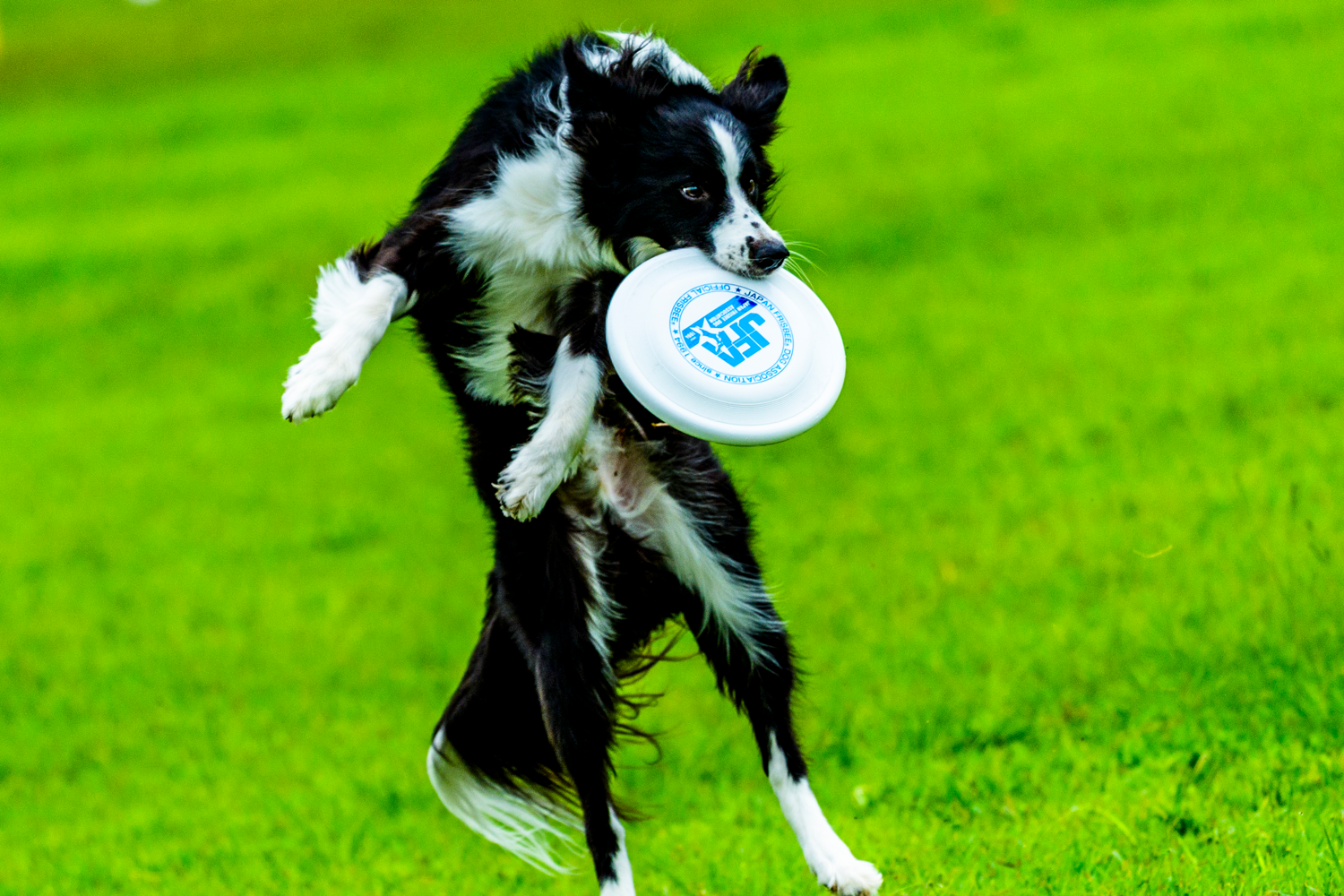 公式シリーズ選手権 第16戦 IN 京都福知山
