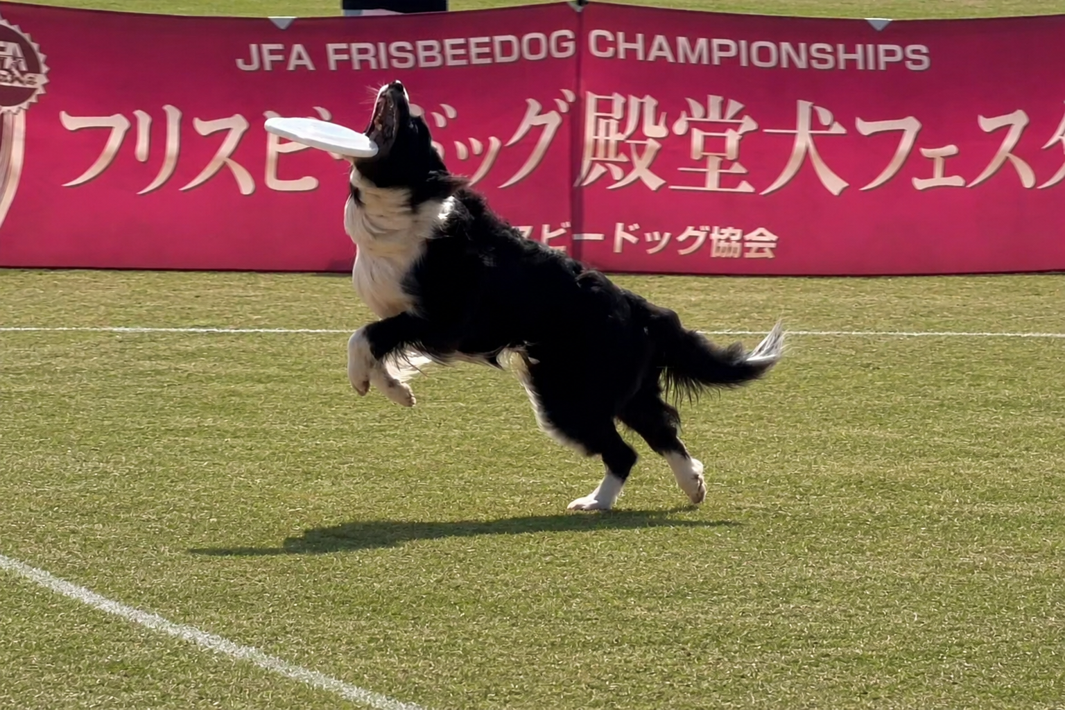 殿堂犬フェスタ IN 三重鈴鹿深谷公園