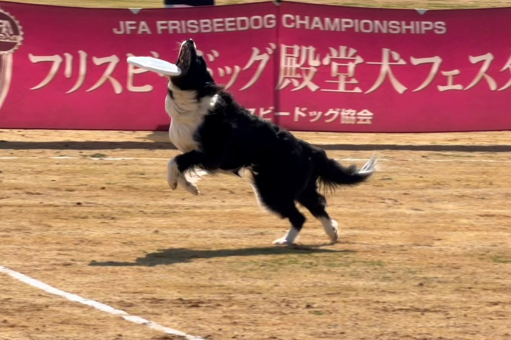 殿堂犬フェスタ IN 三重鈴鹿深谷公園